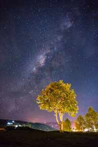 Trees against clear sky at night