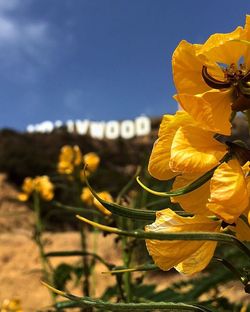 Close-up of yellow flowers blooming outdoors