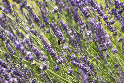 Close-up of insect on purple flowering plants