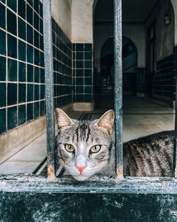 Close-up portrait of cat