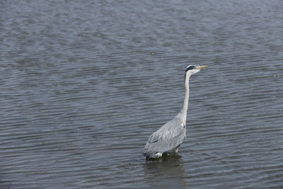 View of bird in lake