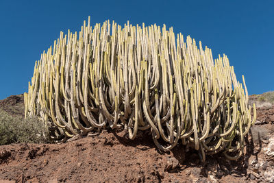 Low angle view of cactus growing on field against clear sky