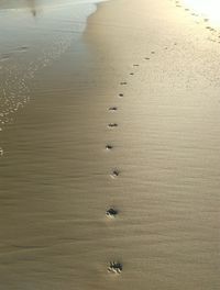 High angle view of footprints in water