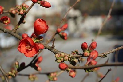 Close-up of red berries growing on tree