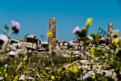 Low angle view of flowers blooming in city against sky