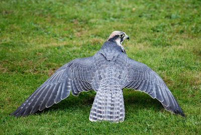 Bird flying over a field