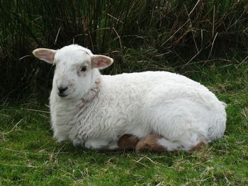 Close-up of sheep on field