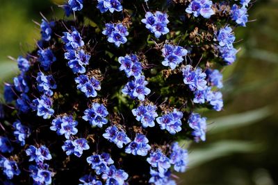 Close-up of purple flowering plants in park
