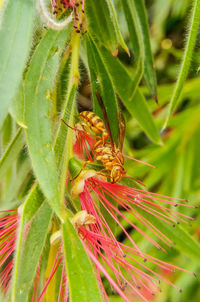 Close-up of insect on plant