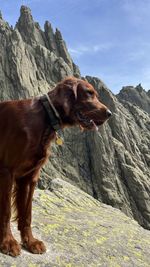 Dogs standing on mountain