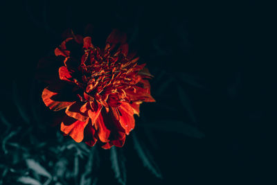 Close-up of red flower against black background