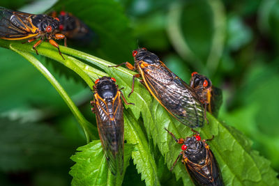 Close-up of insect on leaf