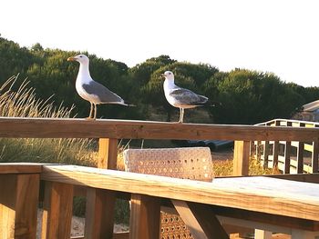 Birds perching on railing against clear sky