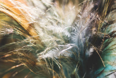 Close-up of wheat plants