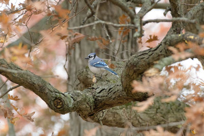 Blue jay perching on branch of tree