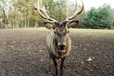 Deer on ground