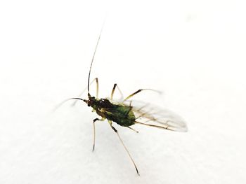 Close-up of insect on white background