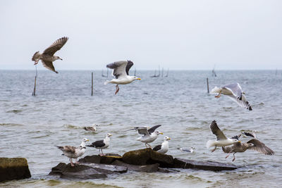 Seagulls flying over sea