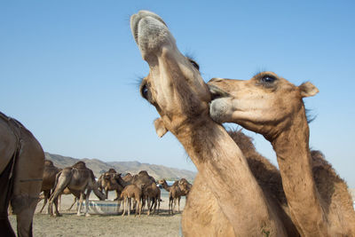 Close-up of horse on desert against clear sky