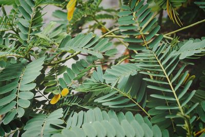 High angle view of leaves on plant