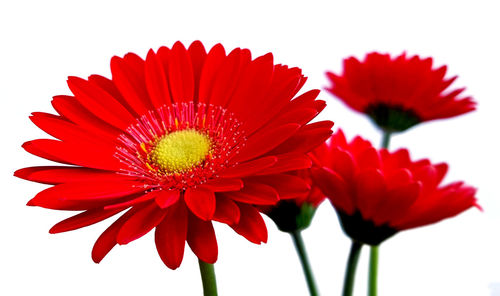 Close-up of flowers over white background