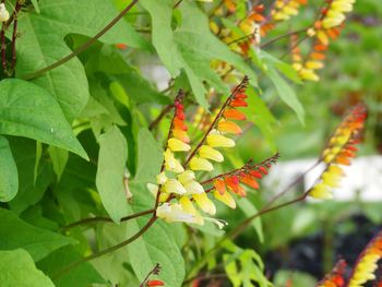 Close-up of insect on leaves