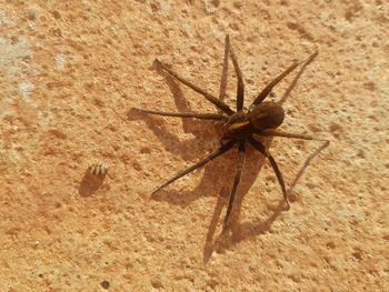 High angle view of spider on sand