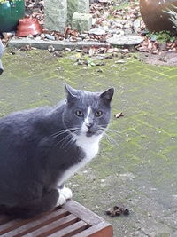 Portrait of cat on grass