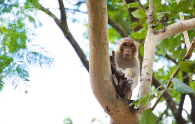 Portrait of monkey sitting on tree