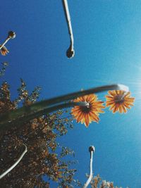 Low angle view of flowering plants against blue sky