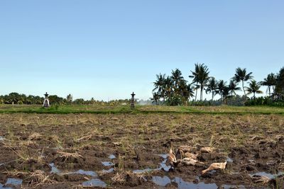 View of palm trees on field against clear sky