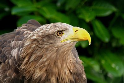 Close-up of eagle