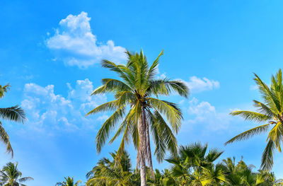 Low angle view of palm trees against blue sky