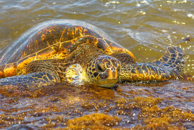 View of turtle in sea