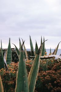Close-up of succulent plants on land against sky