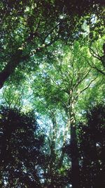 Low angle view of trees