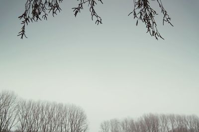 Low angle view of trees on field against clear sky