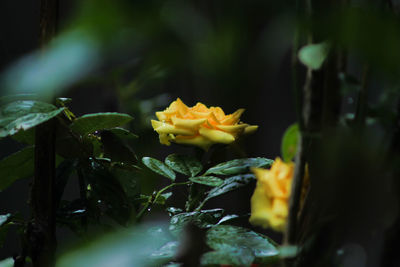 Close-up of yellow flowering plant