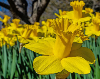 Close-up of yellow flowering plant