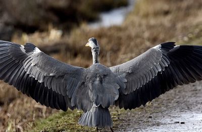 Close-up of bird flying over field