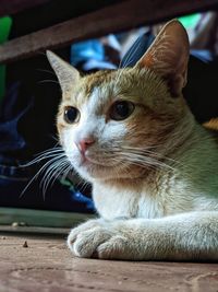 Close-up of a cat looking away