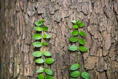 Close-up of ivy growing on tree trunk