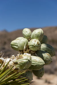 Close-up of fruits on plant against sky