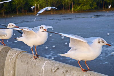 Seagulls perching on a beach