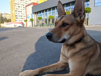 Dog looking away on street in city