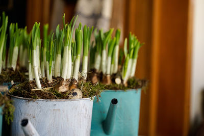 Close-up of potted plant