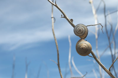 Low angle view of plant against sky