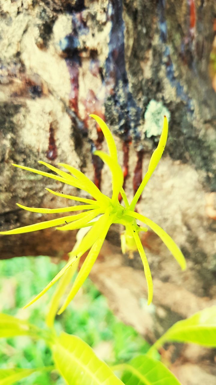 CLOSE-UP OF YELLOW FLOWER ON PLANT