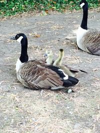 Ducks on field