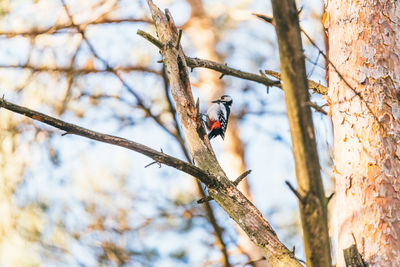 Woodpecker on a tree eats knocks